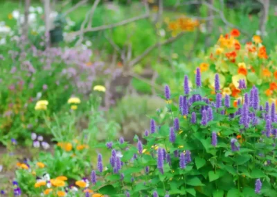 whiteface the gardens 04