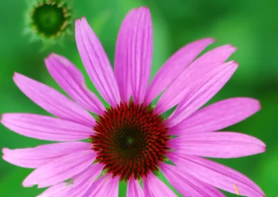 whiteface the gardens 13