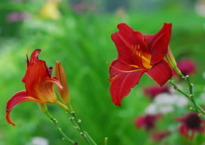 whiteface the gardens 15