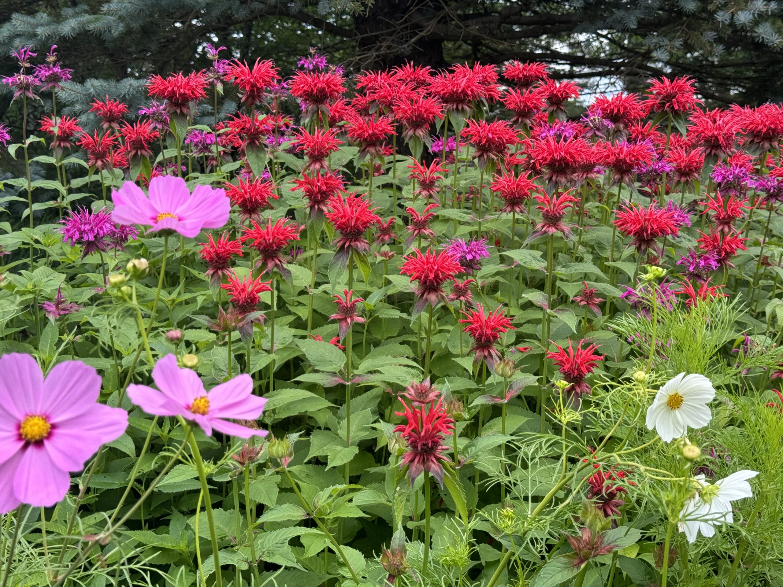 bee balm cosmos whiteface the gardens 02